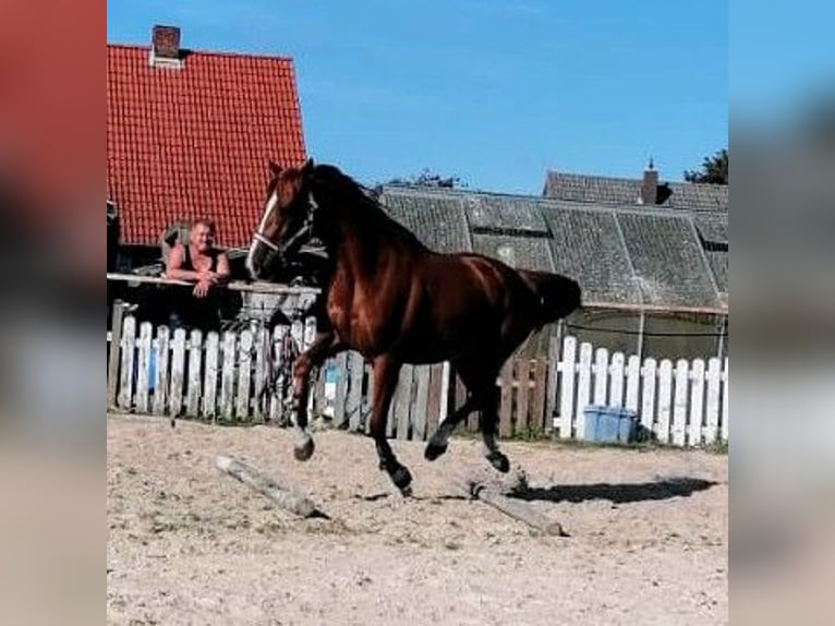 Niemiecki koń wierzchowy Klacz 4 lat 160 cm Kasztanowata in Seesen