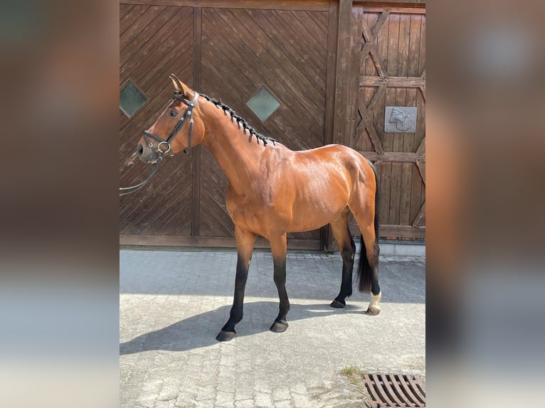 Niemiecki koń wierzchowy Klacz 4 lat 162 cm Gniada in Weilheim in Oberbayern