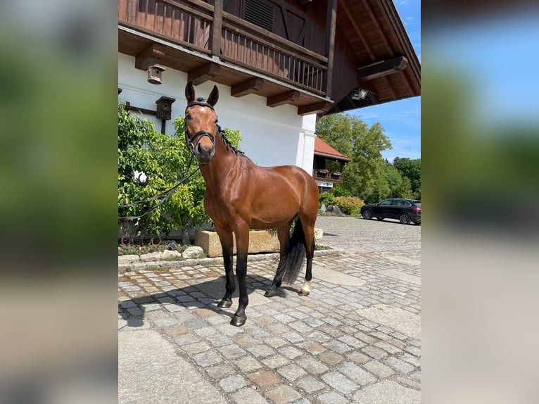Niemiecki koń wierzchowy Klacz 4 lat 162 cm Gniada in Weilheim in Oberbayern