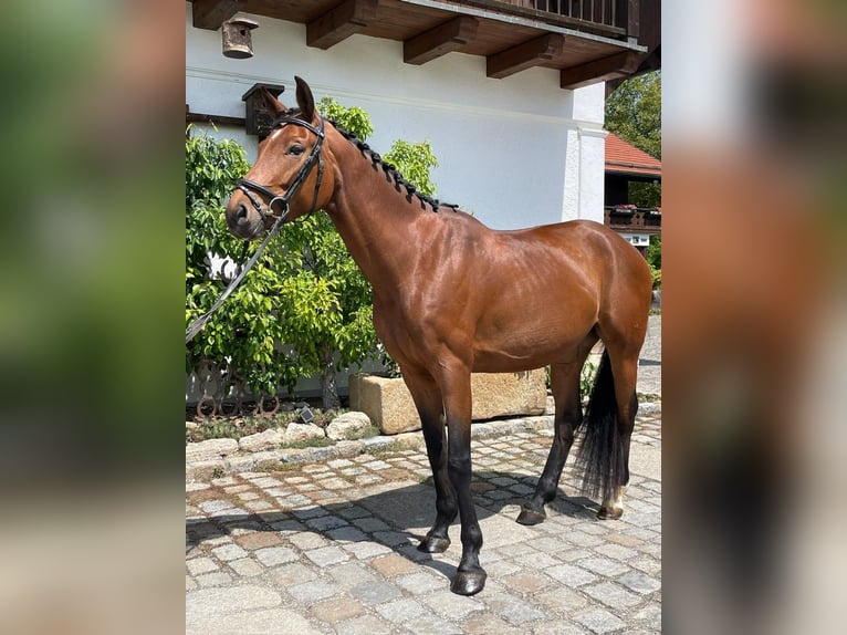 Niemiecki koń wierzchowy Klacz 4 lat 162 cm Gniada in Weilheim in Oberbayern