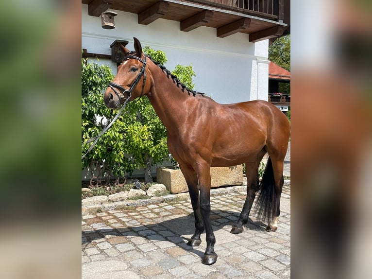 Niemiecki koń wierzchowy Klacz 4 lat 162 cm Gniada in Weilheim in Oberbayern