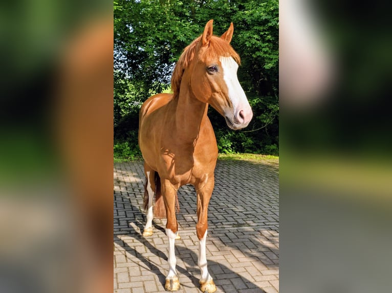 Niemiecki koń wierzchowy Klacz 4 lat 162 cm Kasztanowata in Wesel