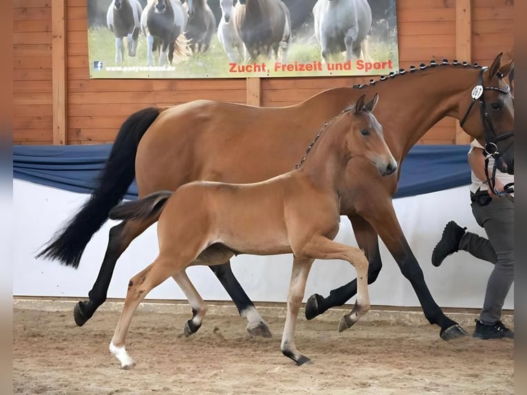 Niemiecki koń wierzchowy Klacz 4 lat 163 cm Ciemnogniada in Waiblingen
