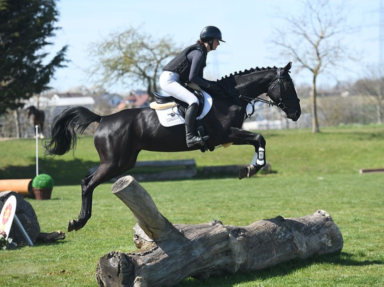 Niemiecki koń wierzchowy Klacz 4 lat 164 cm Kara in Gomadingen