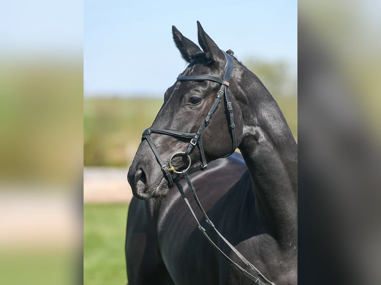 Niemiecki koń wierzchowy Klacz 4 lat 164 cm Kara in Gomadingen