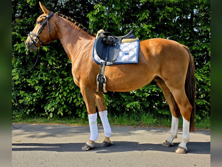 Niemiecki koń wierzchowy Klacz 4 lat 164 cm Kasztanowata in MoormerlandMoormerland