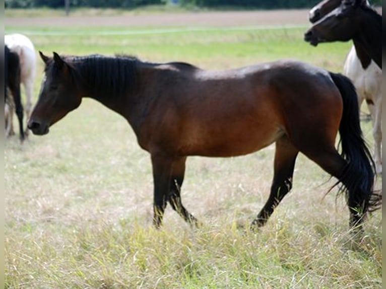 Niemiecki koń wierzchowy Klacz 4 lat 165 cm Gniada in Etgersleben
