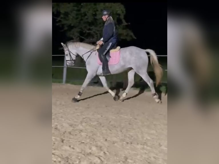 Niemiecki koń wierzchowy Klacz 4 lat 165 cm Siwa in Hainichen