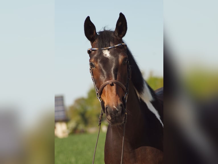 Niemiecki koń wierzchowy Klacz 4 lat 165 cm Srokata in Salzkotten