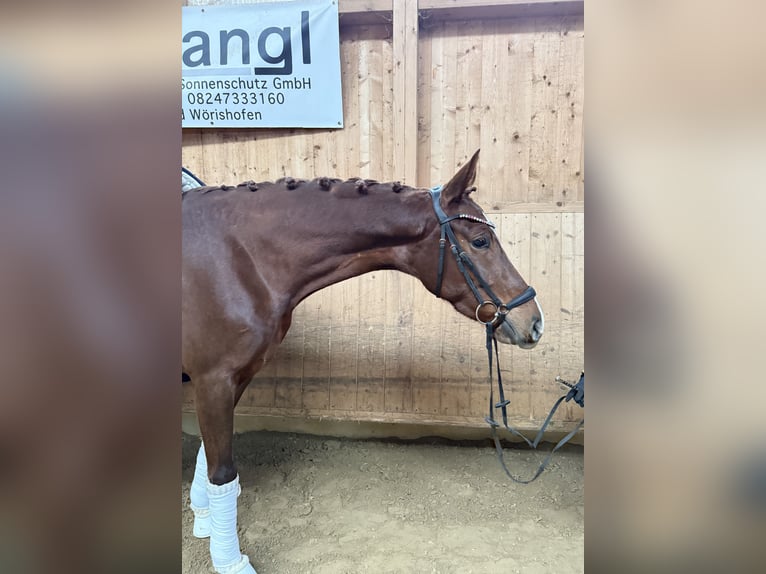Niemiecki koń wierzchowy Klacz 4 lat 167 cm Ciemnokasztanowata in Fürstenfeldbruck