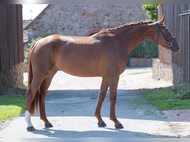 Niemiecki koń wierzchowy Klacz 4 lat 169 cm Ciemnokasztanowata in Bramsche