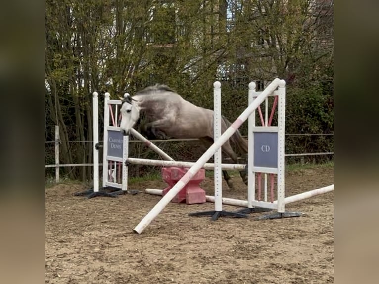 Niemiecki koń wierzchowy Mix Klacz 5 lat 151 cm Karodereszowata in Cabourg