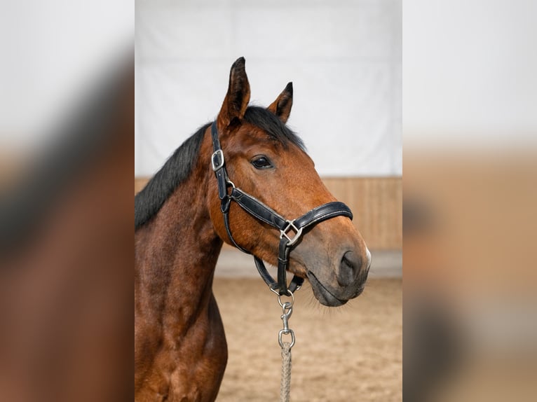 Niemiecki koń wierzchowy Klacz 5 lat 164 cm Gniada in Wermelskirchen