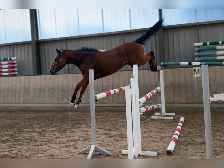 Niemiecki koń wierzchowy Klacz 5 lat 164 cm Gniada in Wermelskirchen