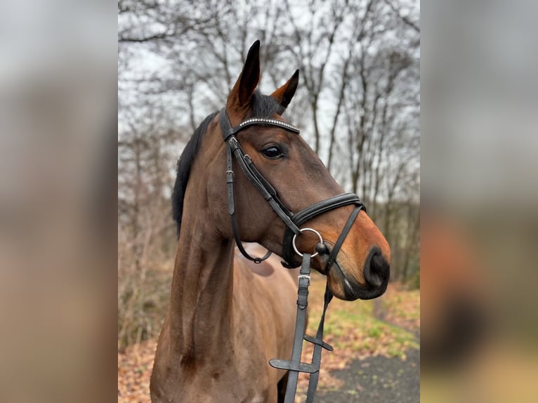 Niemiecki koń wierzchowy Klacz 5 lat 164 cm Gniada in Overath