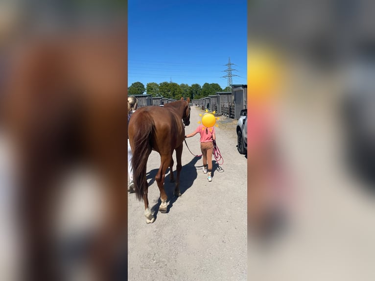 Niemiecki koń wierzchowy Klacz 5 lat 165 cm Kasztanowata in Bergheim