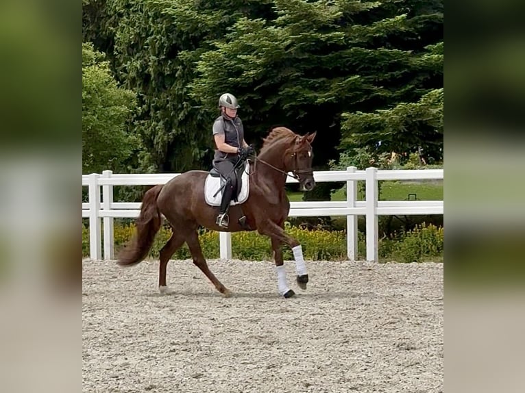 Niemiecki koń wierzchowy Klacz 5 lat 166 cm Ciemnokasztanowata in Ubstadt-Weiher