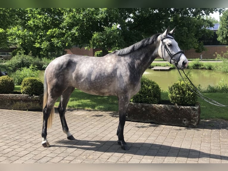 Niemiecki koń wierzchowy Klacz 5 lat 167 cm Siwa in Altenberge