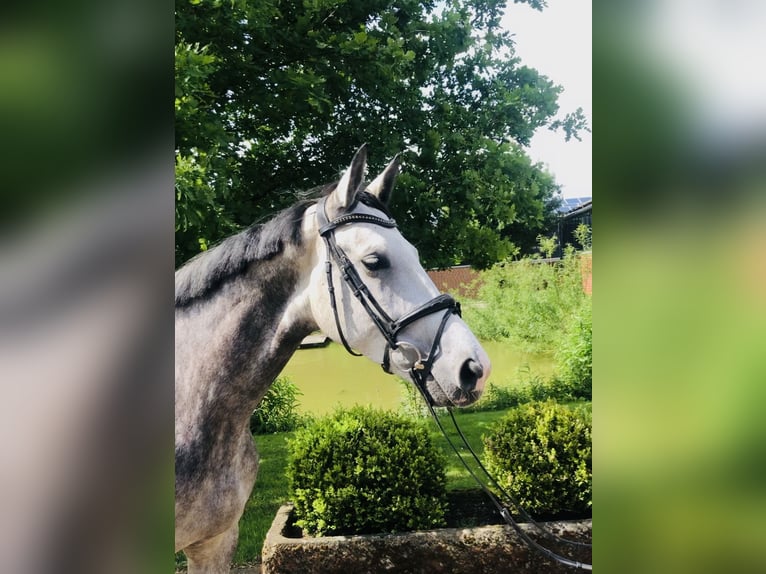 Niemiecki koń wierzchowy Klacz 5 lat 167 cm Siwa in Altenberge