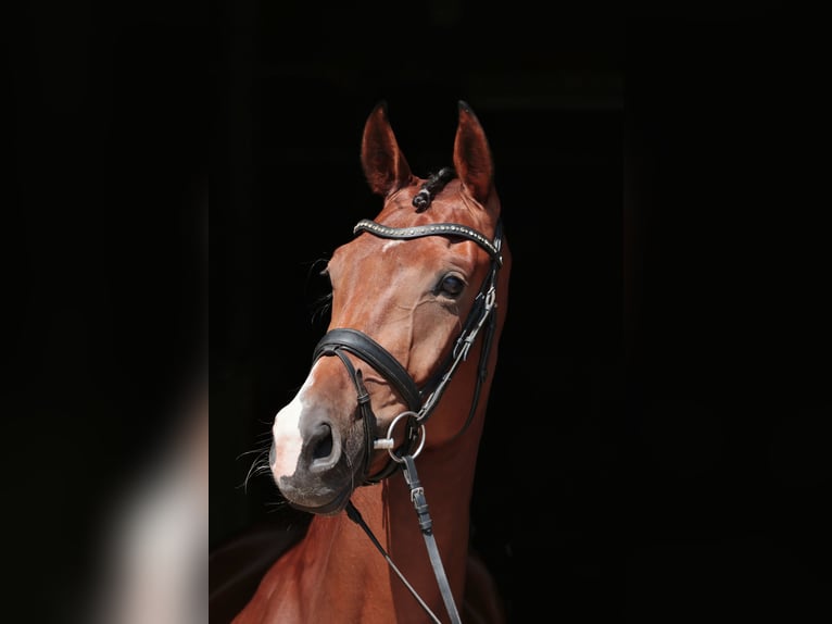 Niemiecki koń wierzchowy Klacz 5 lat 169 cm Ciemnogniada in münster