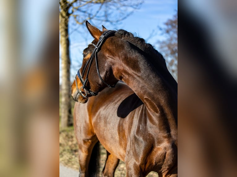 Niemiecki koń wierzchowy Klacz 5 lat 170 cm Ciemnogniada in Rosenheim