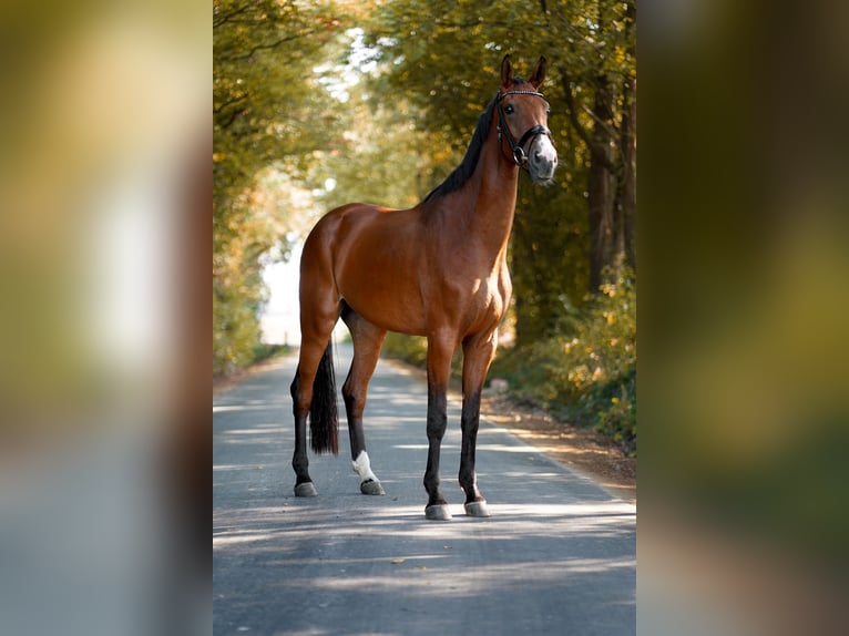 Niemiecki koń wierzchowy Klacz 5 lat 171 cm Gniada in Laer