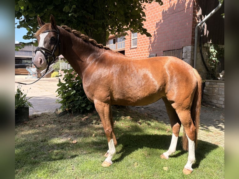 Niemiecki koń wierzchowy Klacz 6 lat 150 cm Ciemnokasztanowata in Ibbenbüren