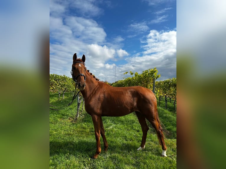 Niemiecki koń wierzchowy Klacz 6 lat 160 cm Kasztanowata in Abstatt