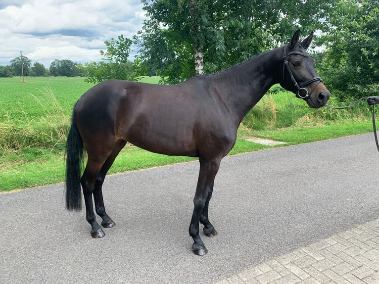 Niemiecki koń wierzchowy Klacz 6 lat 163 cm Ciemnogniada in Hopsten