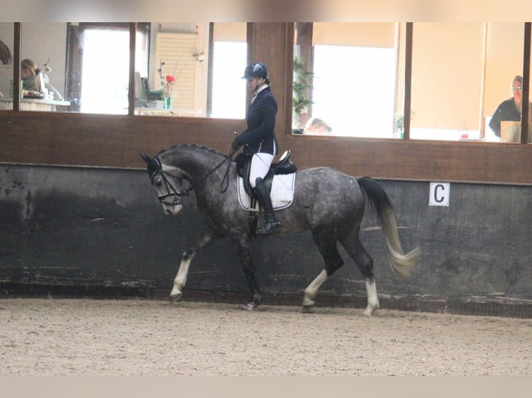 Niemiecki koń wierzchowy Klacz 6 lat 163 cm Stalowosiwy in Wijk en Aalburg