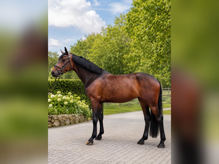 Niemiecki koń wierzchowy Klacz 6 lat 165 cm Ciemnogniada in Lübeck