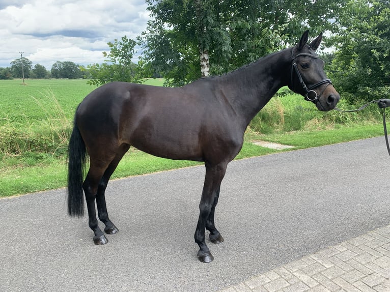 Niemiecki koń wierzchowy Klacz 6 lat 165 cm Ciemnogniada in Hopsten