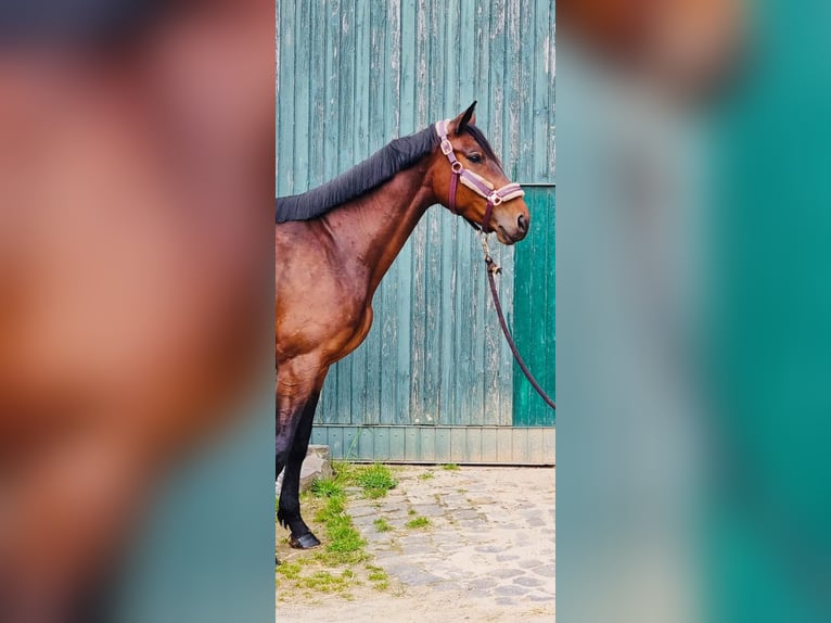 Niemiecki koń wierzchowy Klacz 6 lat 166 cm Gniada in Grevenbroich