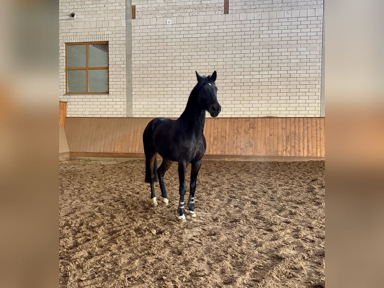 Niemiecki koń wierzchowy Klacz 6 lat 167 cm Ciemnogniada in Wittichenau