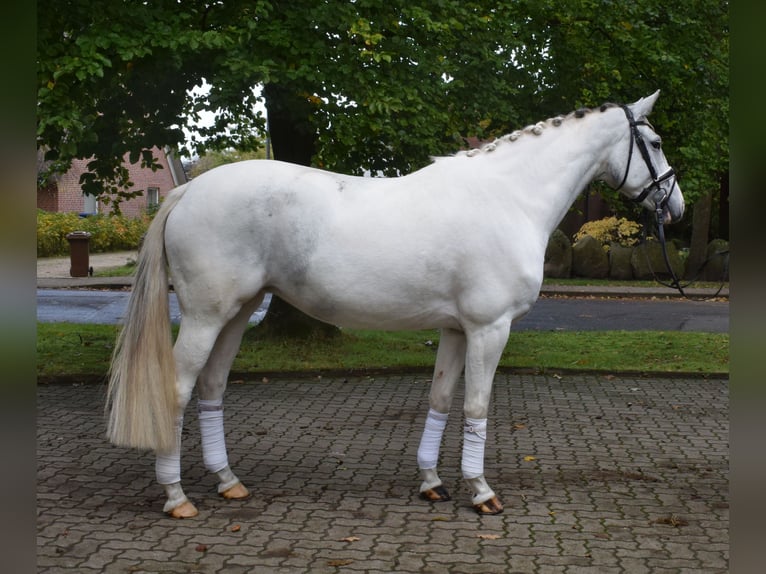 Niemiecki koń wierzchowy Klacz 6 lat 169 cm Siwa in Fredenbeck