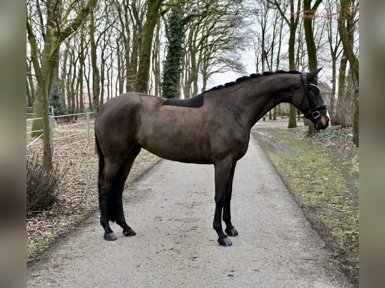 Niemiecki koń wierzchowy Klacz 6 lat 170 cm Ciemnogniada in Recke, bei Osnabrück