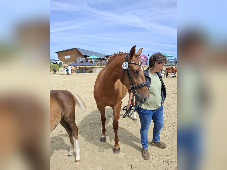 Niemiecki koń wierzchowy Klacz 7 lat 157 cm Kasztanowata in Nümbrecht