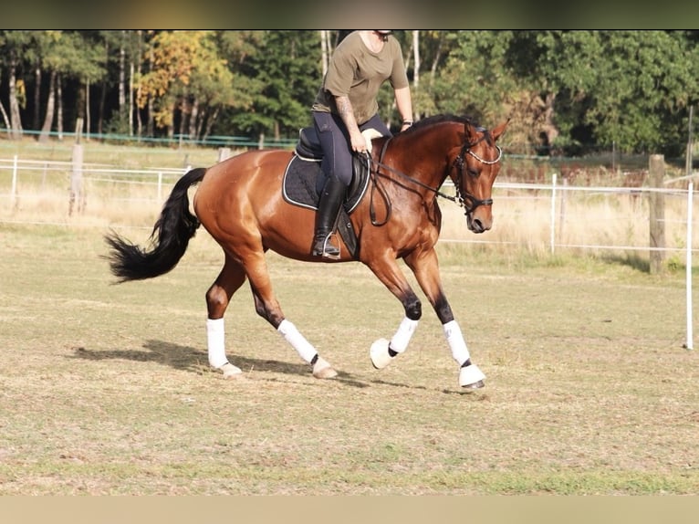 Niemiecki koń wierzchowy Klacz 7 lat 159 cm Gniada in Wielen