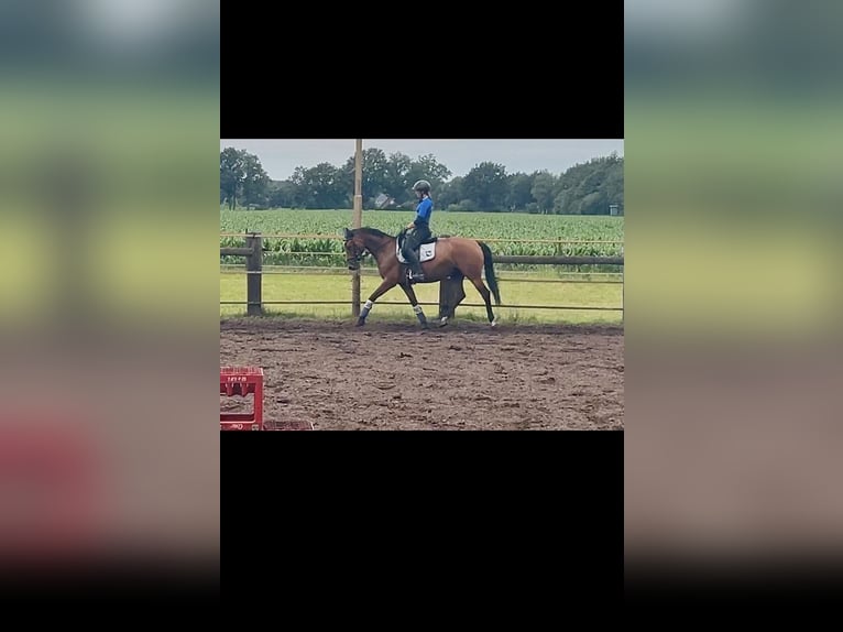 Niemiecki koń wierzchowy Klacz 7 lat 159 cm Gniada in Wielen