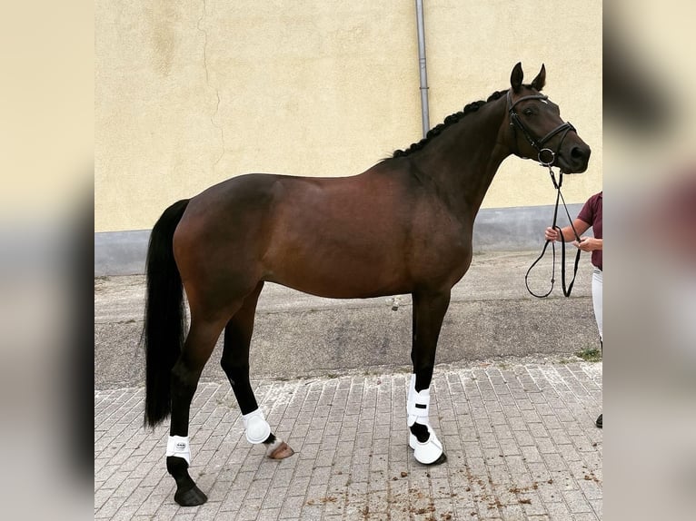 Niemiecki koń wierzchowy Klacz 7 lat 164 cm Ciemnogniada in Trebbin