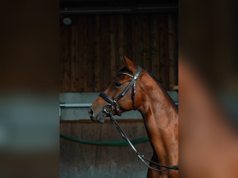 Niemiecki koń wierzchowy Klacz 7 lat 164 cm Gniada in Reichenbach