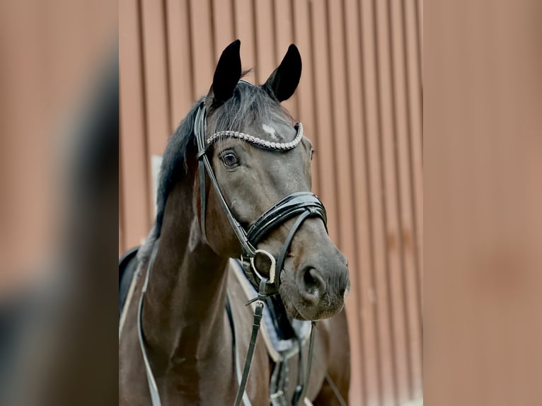 Niemiecki koń wierzchowy Klacz 7 lat 167 cm Skarogniada in L&#xFC;dinghausen