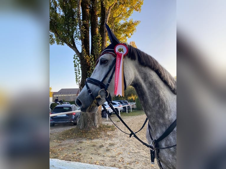 Niemiecki koń wierzchowy Klacz 7 lat 168 cm Siwa in Tragwein