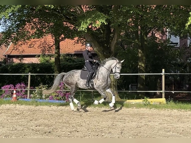 Niemiecki koń wierzchowy Klacz 7 lat 169 cm Karosiwa in Bocholt