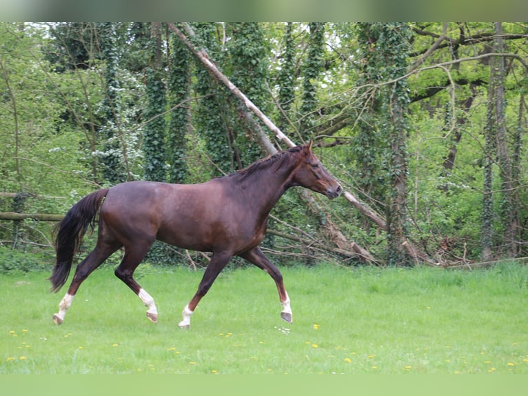 Niemiecki koń wierzchowy Klacz 7 lat 170 cm Kasztanowata in Hamm