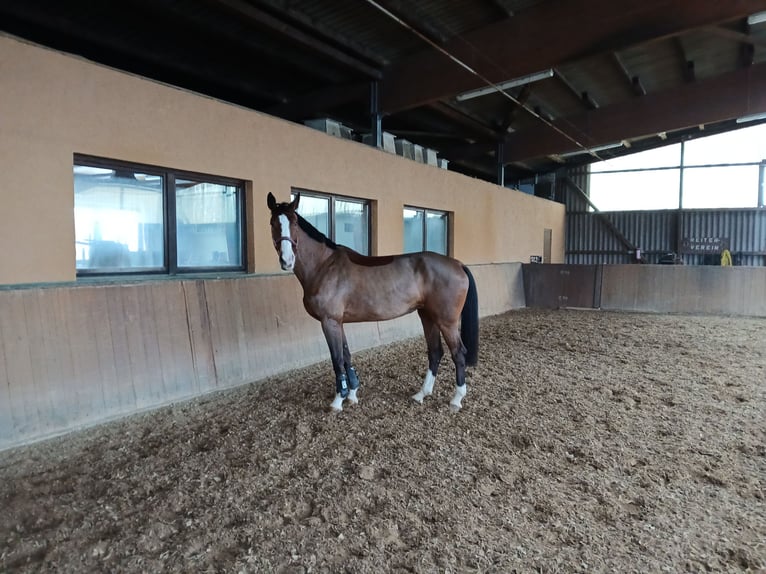 Niemiecki koń wierzchowy Klacz 7 lat 172 cm Gniada in Hambrücken