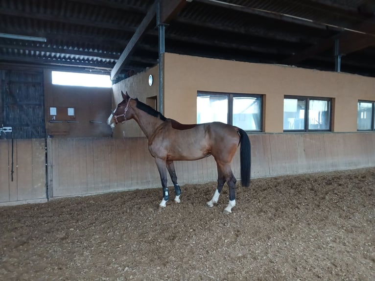 Niemiecki koń wierzchowy Klacz 7 lat 172 cm Gniada in Hambrücken