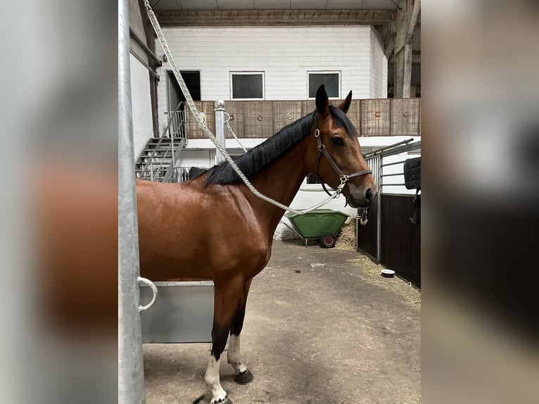 Niemiecki koń wierzchowy Klacz 7 lat 175 cm Gniada in Gronau (Westfalen)