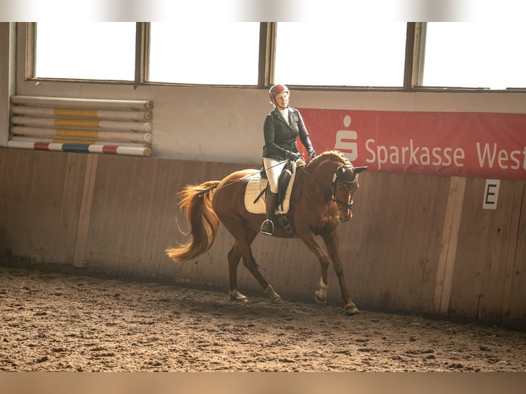 Niemiecki koń wierzchowy Klacz 8 lat 157 cm Kasztanowata in Großharrie