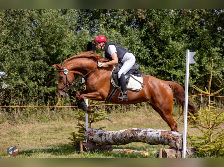 Niemiecki koń wierzchowy Klacz 8 lat 157 cm Kasztanowata in Großharrie